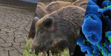 AVETTA E CANALIS: “SICCITÀ, CINGHIALI E PESTE SUINA AFRICANA STANNO METTENDO IN GINOCCHIO L’AGRICOLTURA NEL CANAVESE E IN TUTTO IL PIEMONTE”