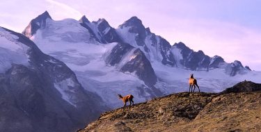 PARCO GRAN PARADISO. PER LA GIUNTA CIRIO LO STALLO È COLPA DEL GOVERNO E DEL MINISTRO PICHETTO FRATIN. CONFUSIONE ED INCONCLUDENZA AZZOPPANO IL PARCO.