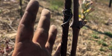 La lettera al Die Welt di Sara Paladini: Io resto orgogliosa di essere italiana e di sporcarmi le mani senza avere “la mani sporche”